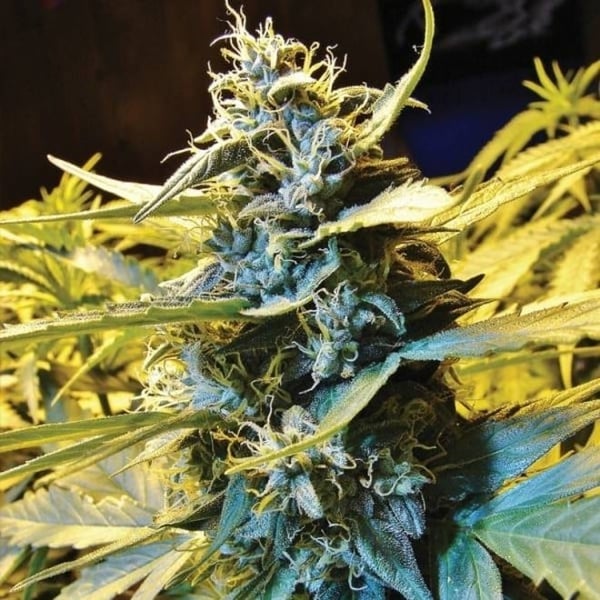 Auto Cannabisfrø Auto Northern HOG TH Seeds