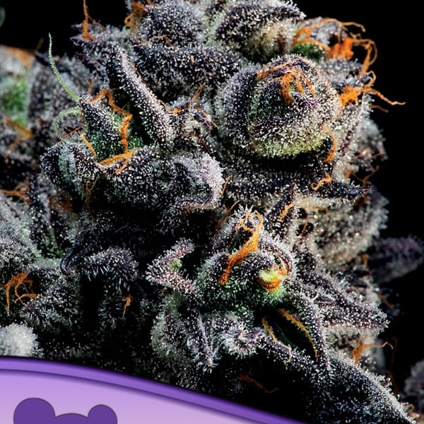 Blueberry Banana Auto