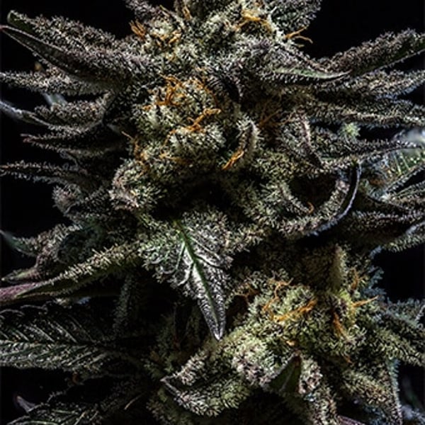 Zombie Kush