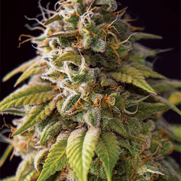 Caramel Monster Vision Seeds cannabisfrø