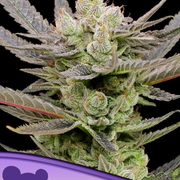 Glowberry Rush Auto Anesia Seeds cannabisfrø