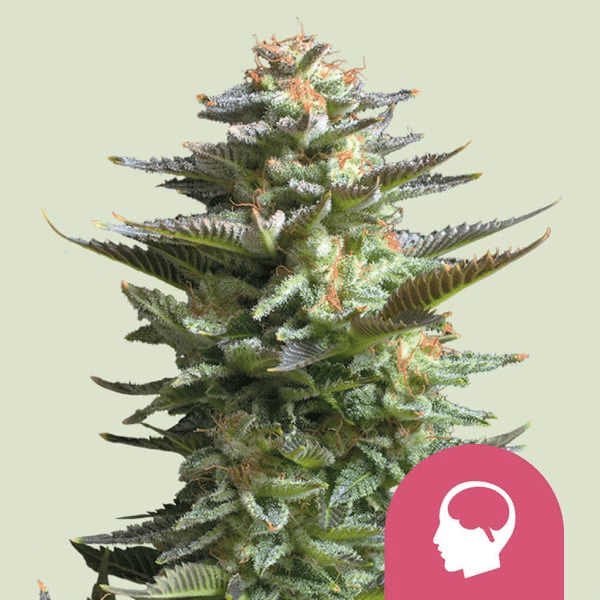 Amnesia Haze Royal Queen Cannabisfrø Skunkfrø