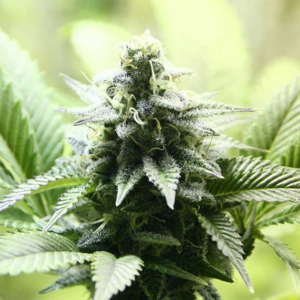 Indica Cream Kannabia skunkfrø cannabisfrø