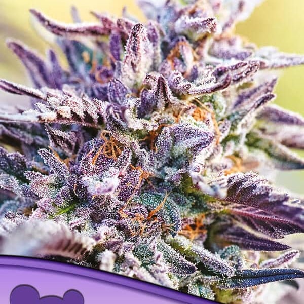 Auto Bubblegum Anesia Seeds skunkfrø cannabisfrø