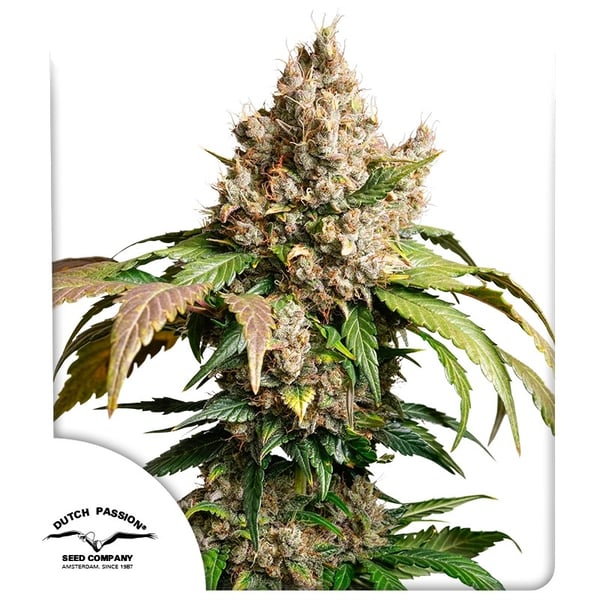 Auto Red Tropicana Cookies Dutch Passion cannabisfrø