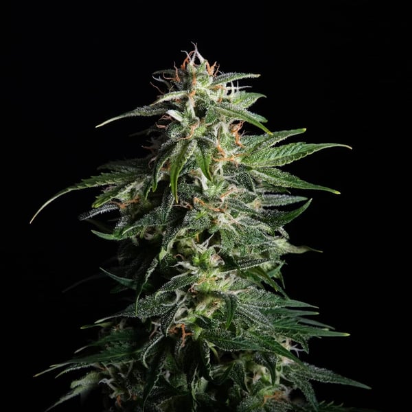 Swiss Dream Auto CBD Kannabia skunkfrø cannabisfrø