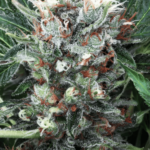 Zensation Ministry of Cannabis cannabisfrø
