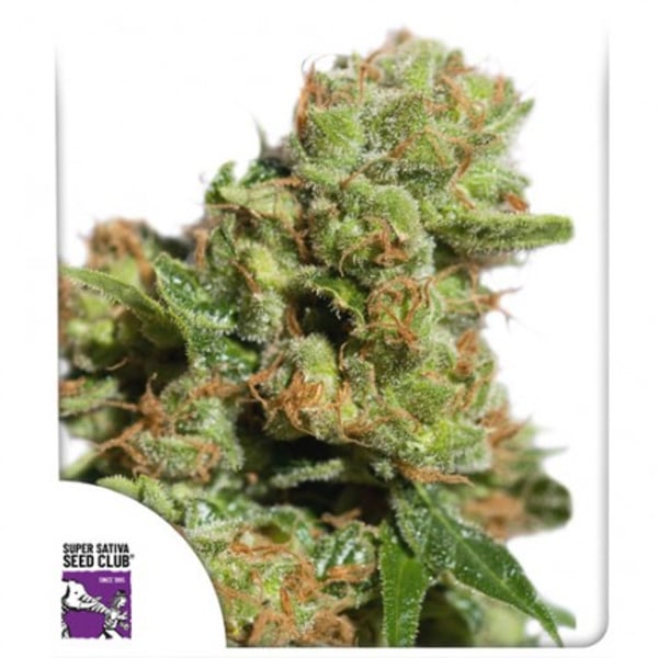 auto-bruce-lemon-diesel (4)