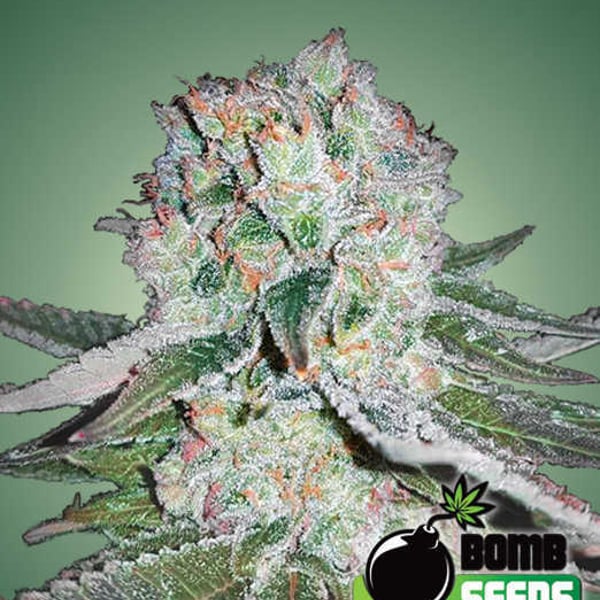 Banana Bomb Bomb Seeds cannabisfrø