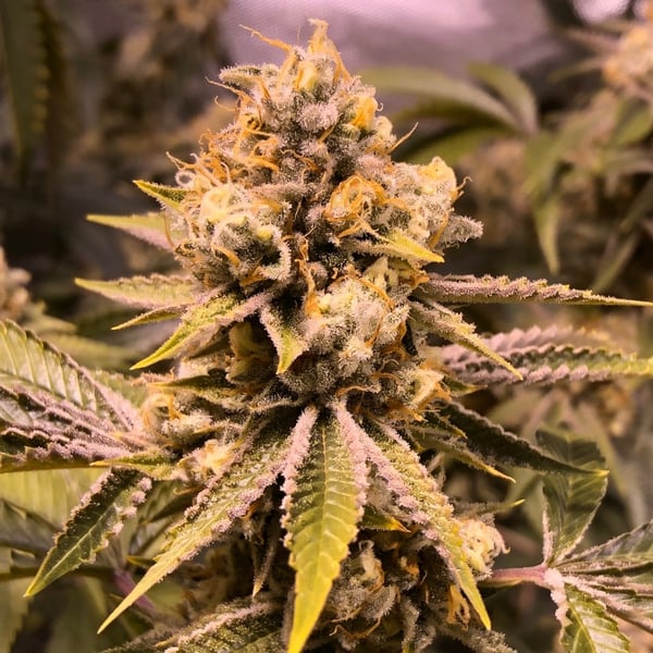 Love Potion #1 Auto Nordland Seeds cannabisfrø