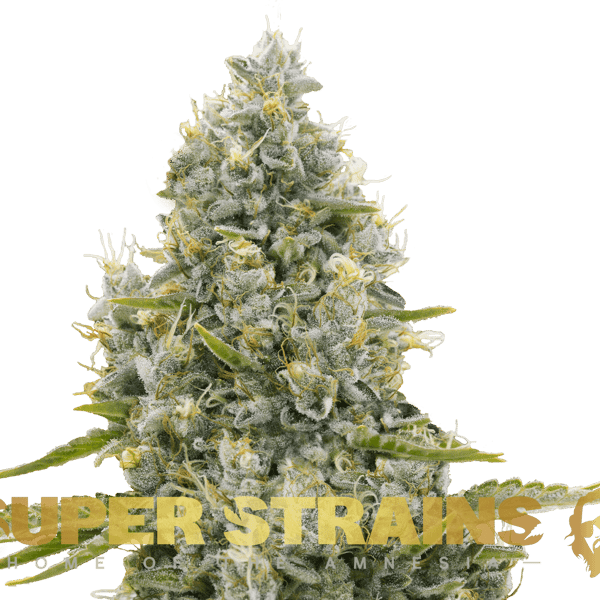 Agartha Super Strains cannabisfrø