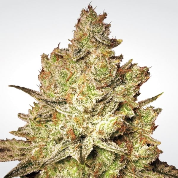 Skunkfrø Jacky White Cannabisfrø Paradise Seeds