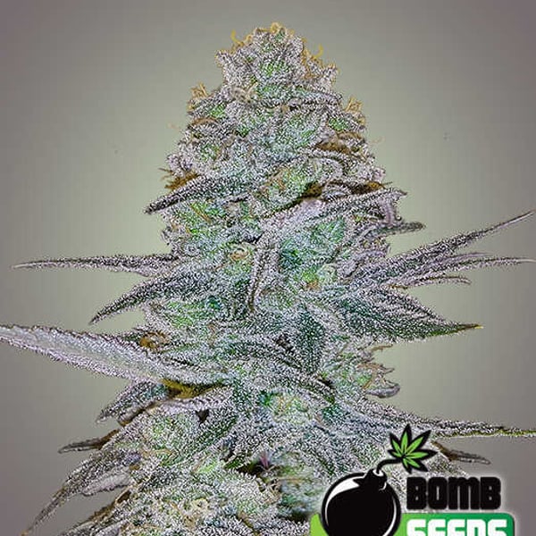 COSMIC BOMB AUTO Bomb Seeds cannabisfrø