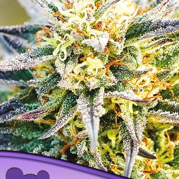 Congo Anesia Seeds cannabisfrø skunkfrø