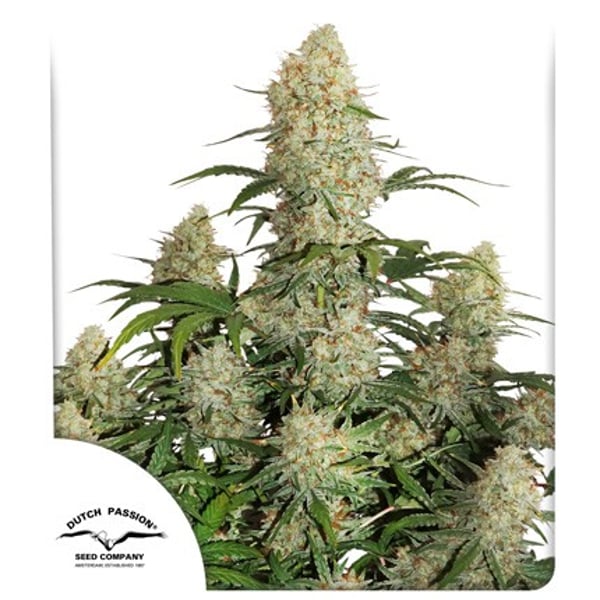 Auto Critical Orange Punch Dutch Passion cannabisfrø skunkfrø