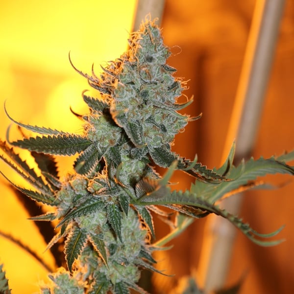Acapulco Gold Auto Nordland cannabisfrø