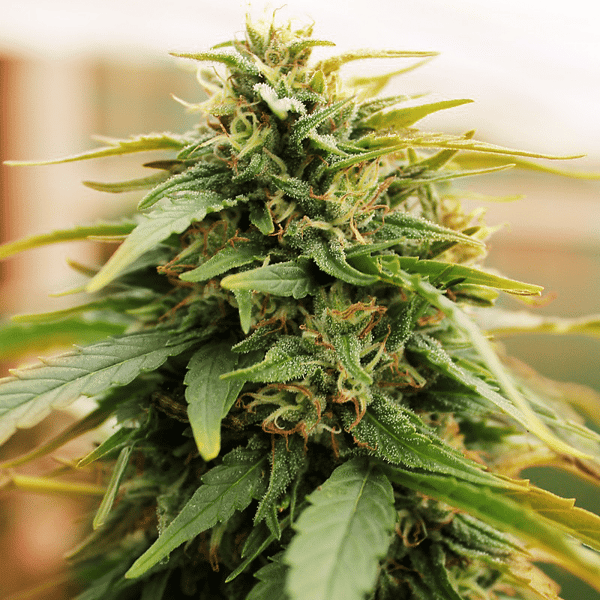 Deepforest Super Auto Doctor's Choice cannabisfrø