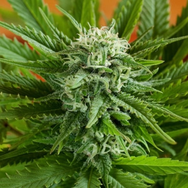 g13-auto-pineapple-express