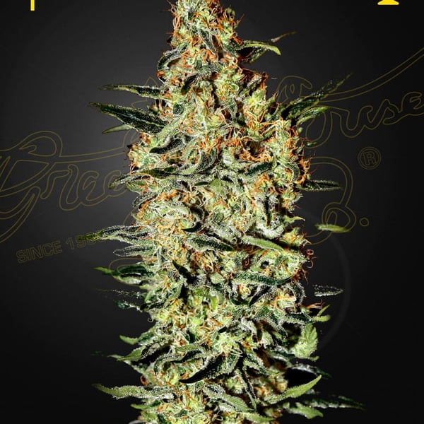 Neville's Haze Green House Seed Company cannabisfrø