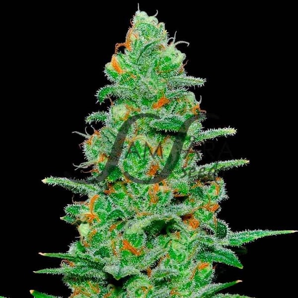 Crazy Miss Hyde Auto Samsåra Seeds cannabis seeds