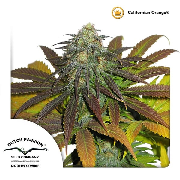 cannabisfrø-Californian-Orange-Dutch-Passion