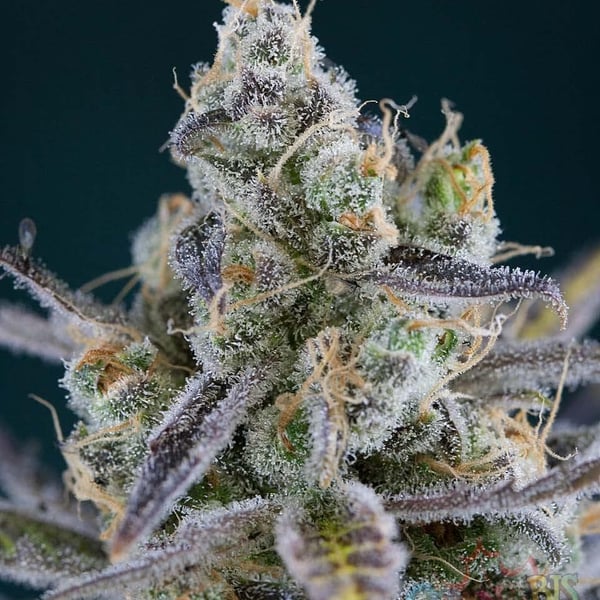 Skunkfrø Killer Grape regulære cannabisfrø TGA Subcool
