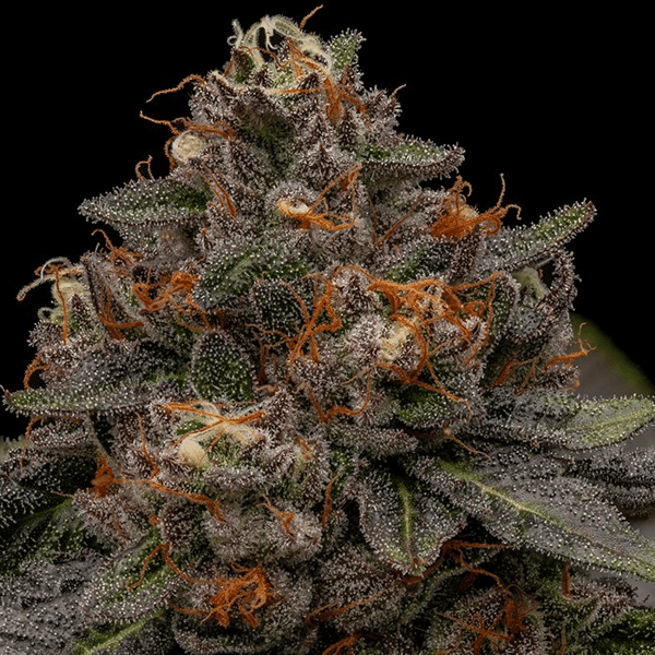 Korenji Ripper Seeds cannabisfrø