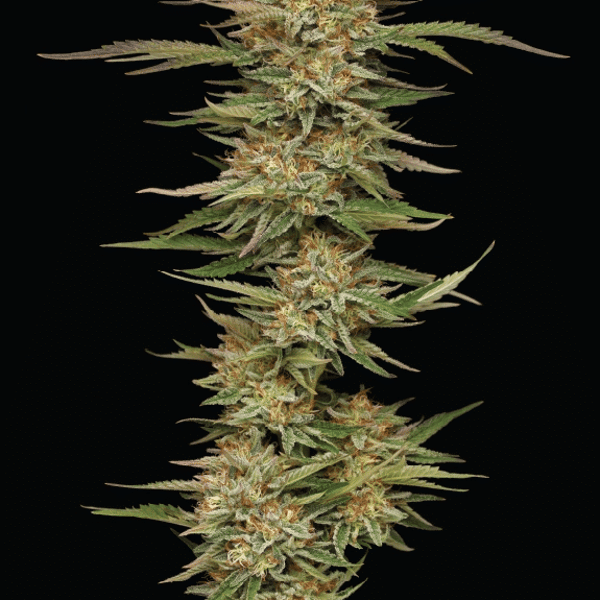 Orange Creampop Humboldt Seed Company cannabisfrø