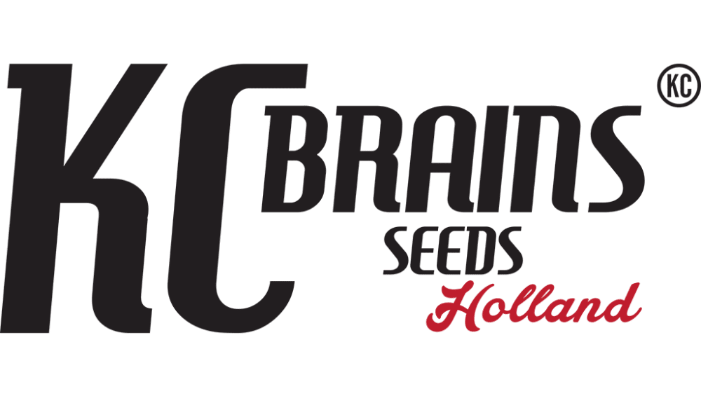 KC Brains cannabis seed bank Holland