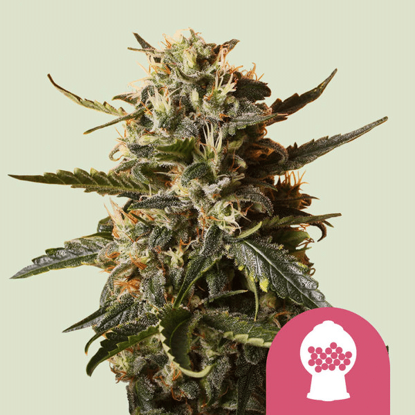 Bubblegum XL Royal Queen Cannabisfrø Skunkfrø