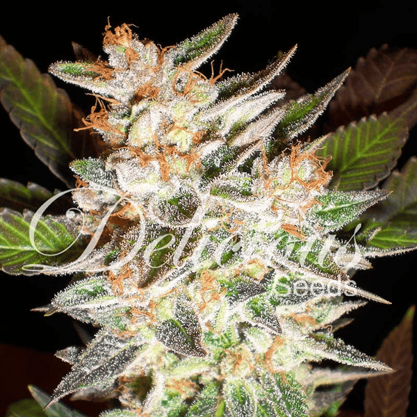 Delicious Candy Auto Delicious Seeds cannabisfrø