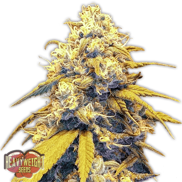 Strawberry Cake Auto Heavyweight Seeds cannabisfrø