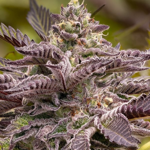 Blueberry Skunk Early Harvest