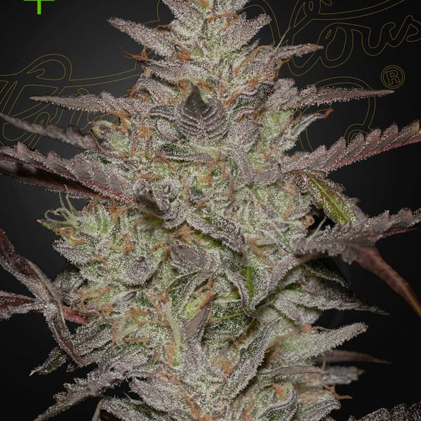 Alienz Auto Greenhouse Seed Company cannabisfrø