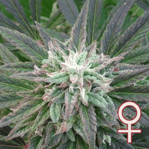 Brains Escape Head K.C. Brains Seeds cannabisfrø