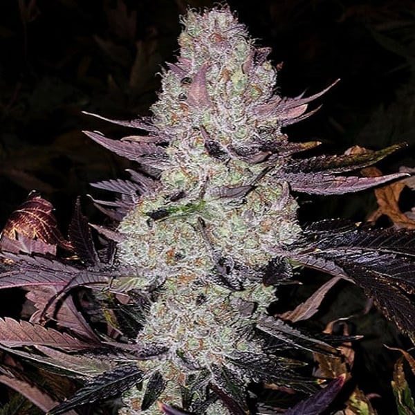 GRAPE DIAMONDS R2 Ethos Genetics cannabis seeds