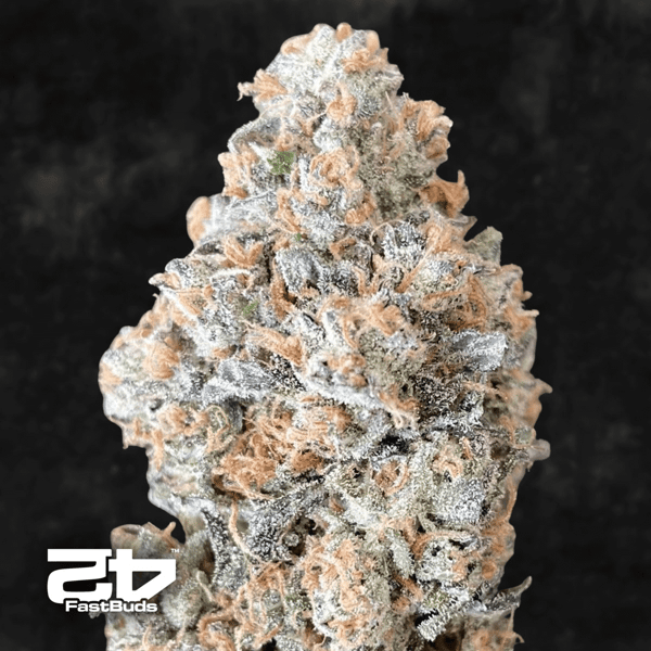 Papaya Sherbet Fast Buds cannabis seeds
