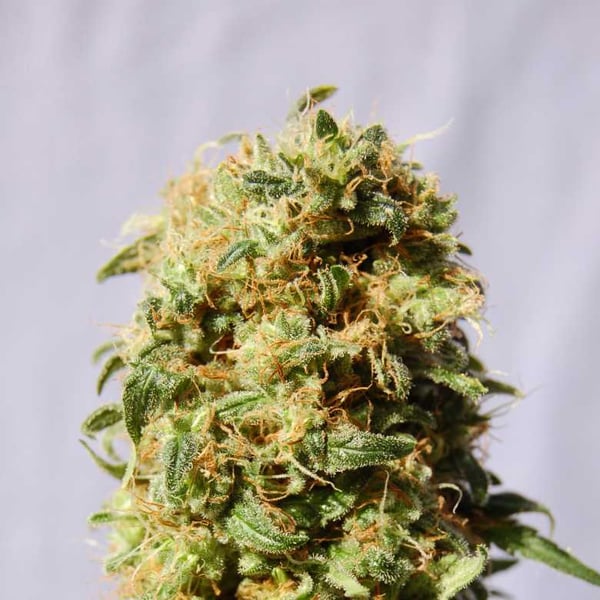 Kaboom Kannabia skunkfrø cannabisfrø