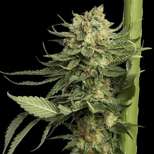 Cannabisfrø dna genetics 24k gold