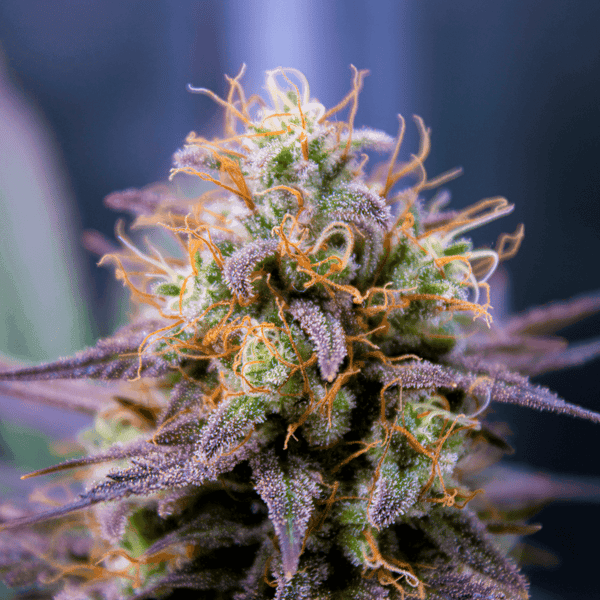 Purple Tropicanna Cookies Auto