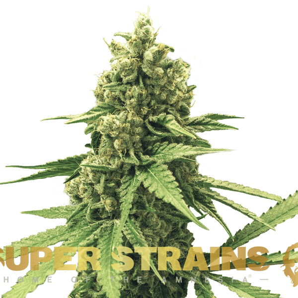 DFA Autoflowering Super Strains cannabisfrø
