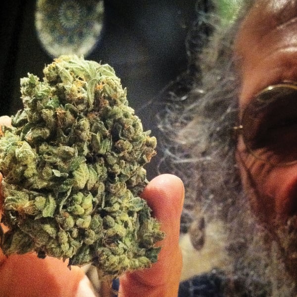 So G Kush Sacred Seeds cannabisfrø