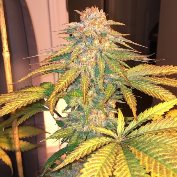 Apple Fritter Auto Nordland Seeds cannabisfrø