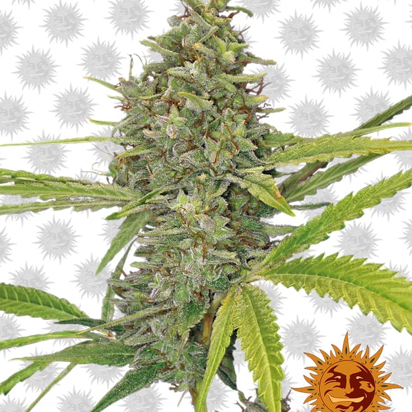 G13-Haze cannabisfrø