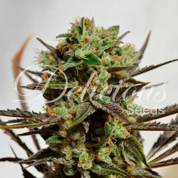 Delicious Candy Delicious Seeds cannabisfrø