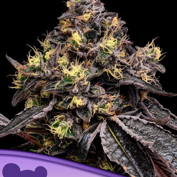 Glowberry Rush Anesia Seeds cannabisfrø