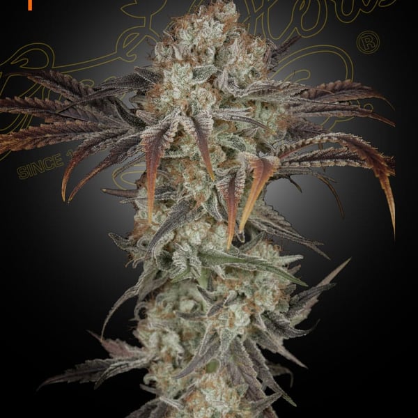 Money Maker Strain Hunters Seed Seed Bank cannabisfrø