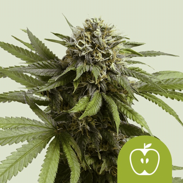 Apple Fritter Auto Royal Queen Seeds skunkfrø