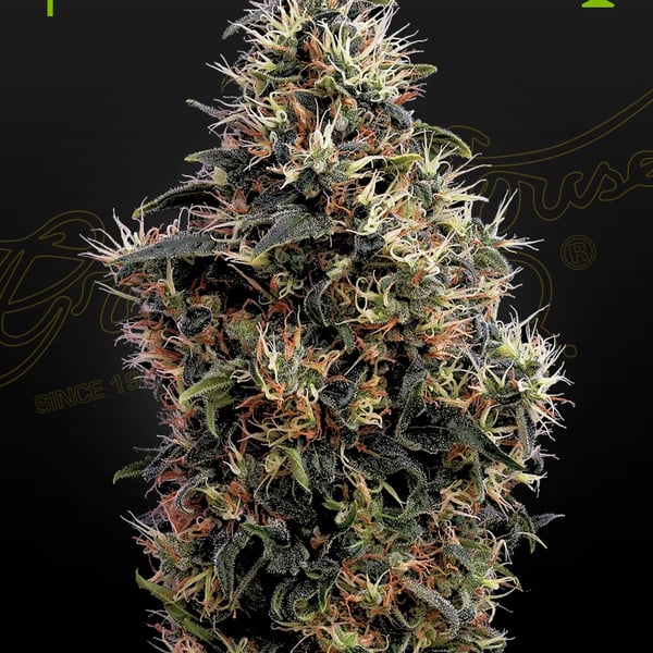 Sweet Mango Auto Greenhouse Seed Company cannabisfrø