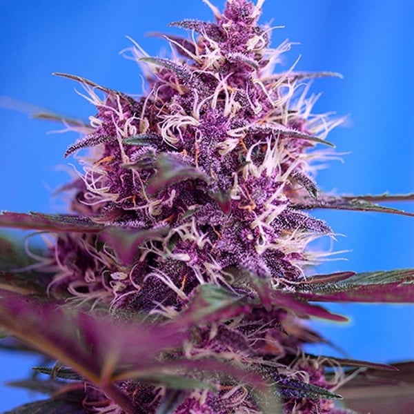 Skunkfrø Red Poison Auto cannabisfrø Sweet Seeds